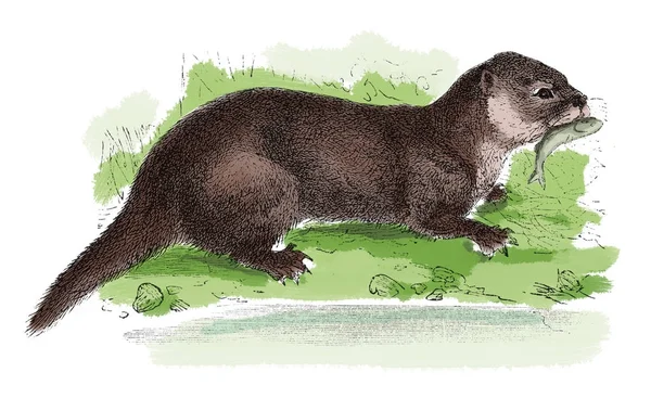 Avrupa su samuru antika gravür