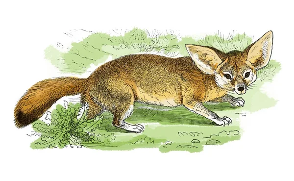 Fennec fox nebo fennec starožitný gravírování — Stock fotografie