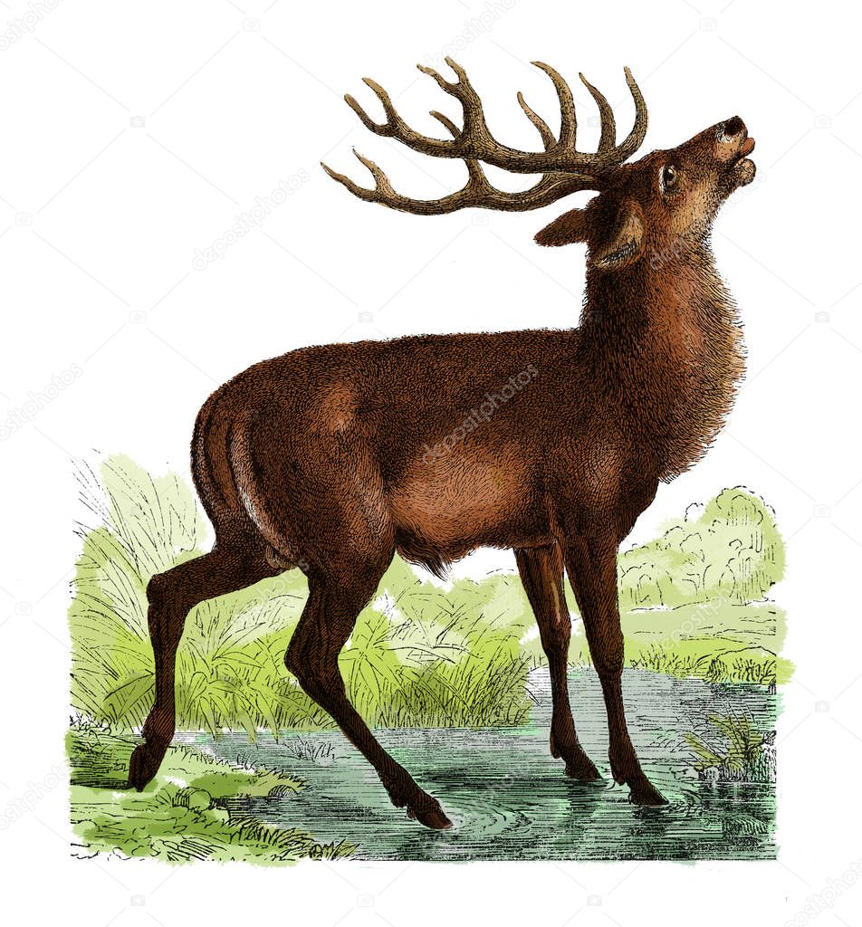 Deer antique engraving