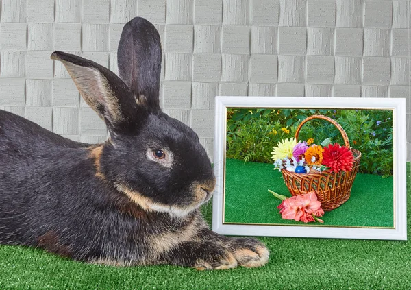 Black rabbit lies beside photo with flowers