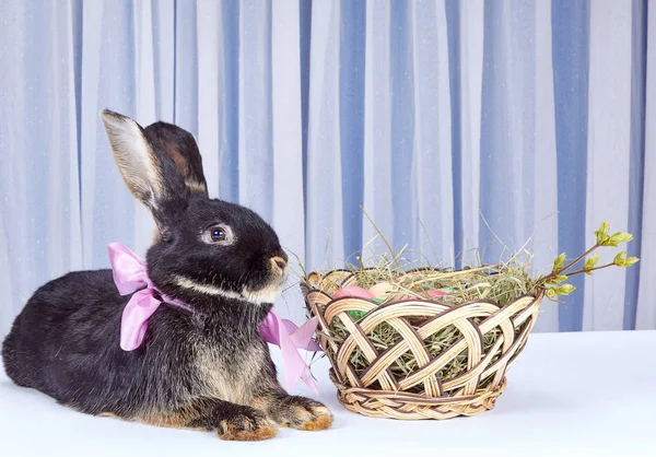Hermoso conejo con un arco en el cuello está cerca de cestas de Pascua — Foto de Stock