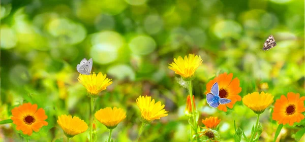 Marigold çiçek tarlası ve gün ışığında kelebeklerle bulanık yaz arkaplanı. Telifsiz Stok Imajlar