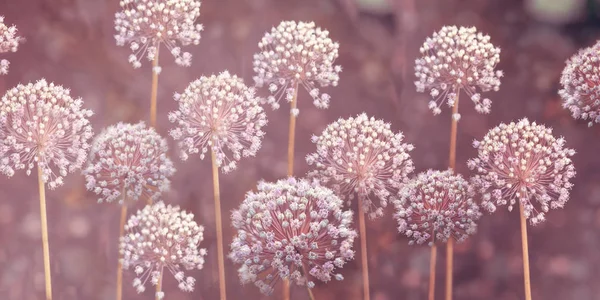 Imagem de close-up dos bulbos brancos floridos de verão de Allium stipitatum . — Fotografia de Stock