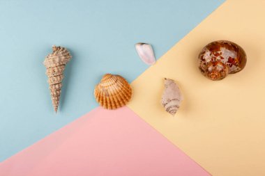 Yaz tatili. Üç renkli arka planda deniz kabukları. Deniz hatıraları. Yaz konsepti.