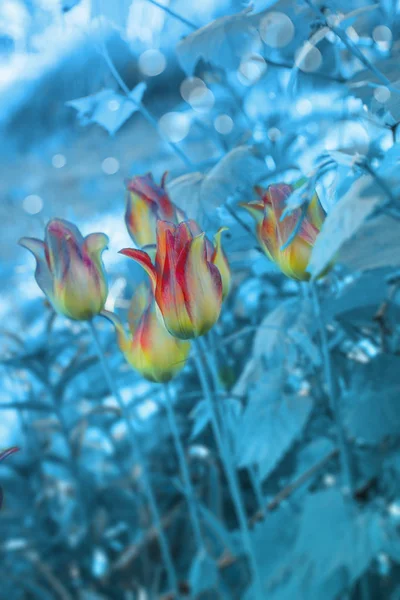 Belas tulipas vermelhas na natureza no pôr-do-sol da noite macro close-up em cores escuras amarelas e vermelhas em um fundo azul. Uma imagem artística suave, calma e encantadora . — Fotografia de Stock