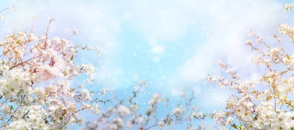 Branches of blossoming cherry with soft focus on gentle light bl — Stock Photo, Image