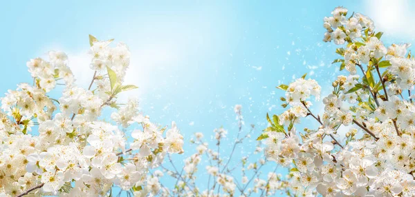 Branches of blossoming cherry with soft focus on gentle light bl