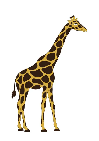 The giraffe on white background — Stock Vector