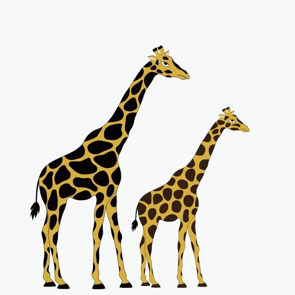 Two giraffes on white background — Stock Vector