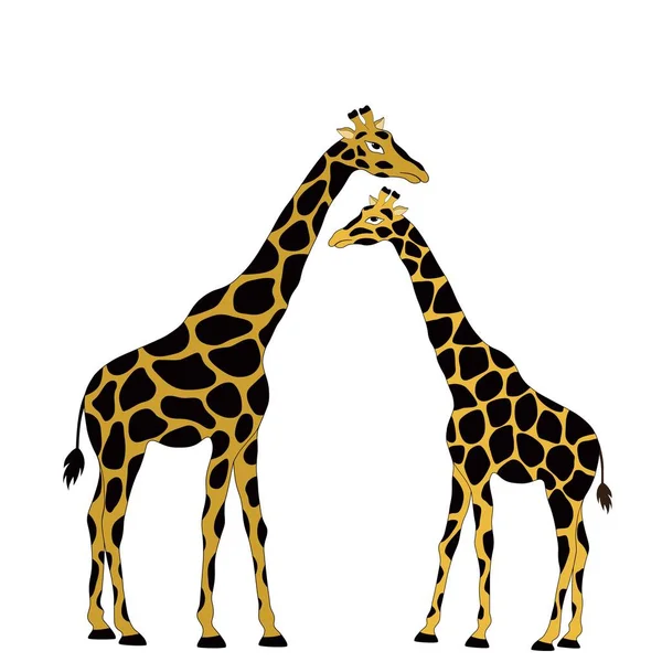 Due simpatiche giraffe del cartone animato — Vettoriale Stock