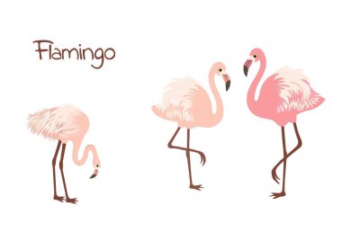 Şirin flamingo kuşları 