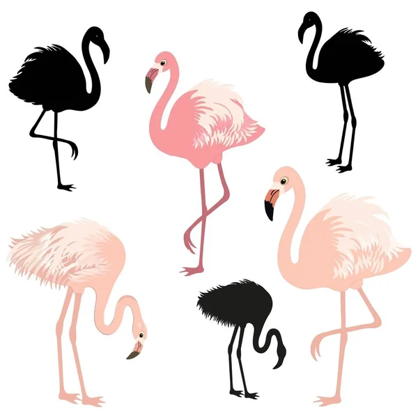 Cute flamingo birds on white background — Stock Vector