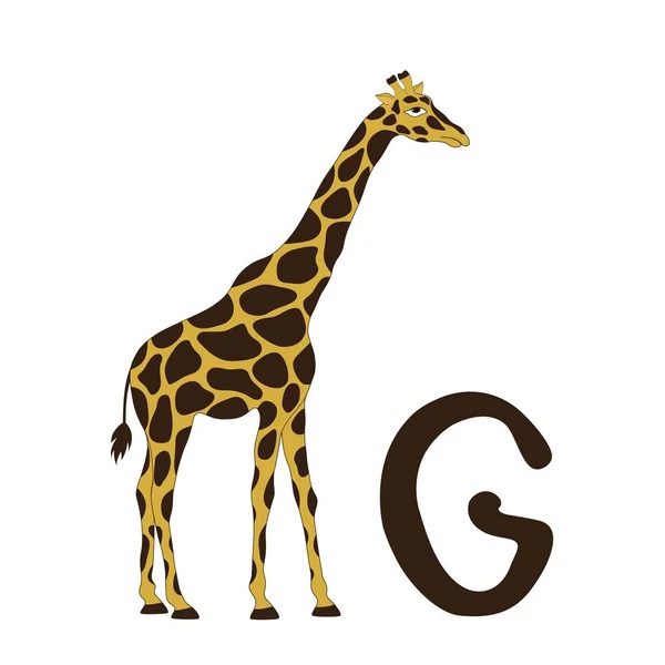 Zürafa için g — Stok Vektör