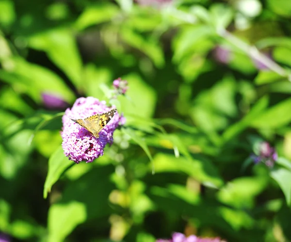 Pokrzywnik motyl — Zdjęcie stockowe