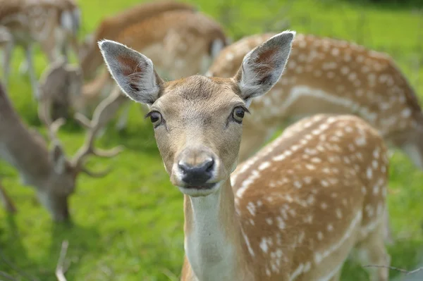 Doe Fallow Deer — Stock Photo, Image