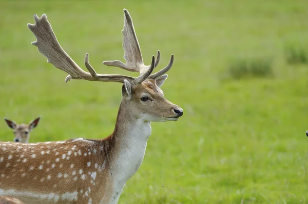 Gurur Buck alageyik — Stok fotoğraf