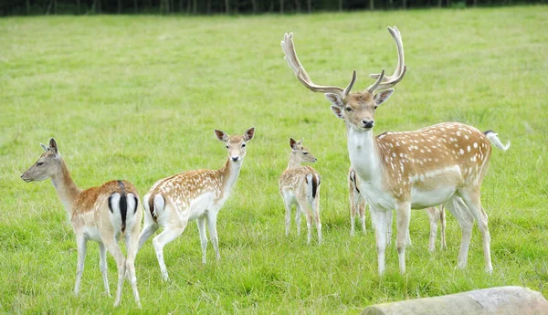 Gurur Buck alageyik — Stok fotoğraf