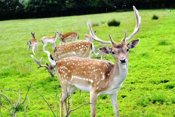 Large Buck Fallow Deer — Stock Photo, Image