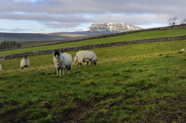 Koyun ve Yorkshire Dales