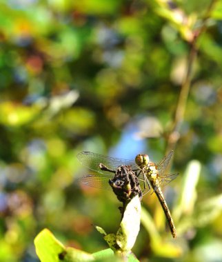 Common Darter Dragonfly