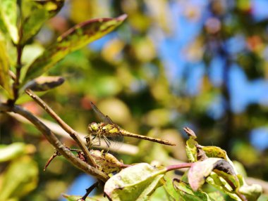 Common Darter Dragonfly