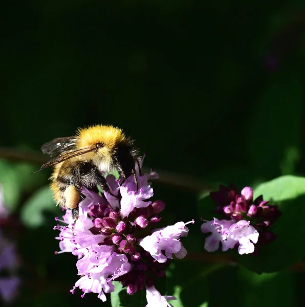 Bir arı olarak meşgul — Stok fotoğraf