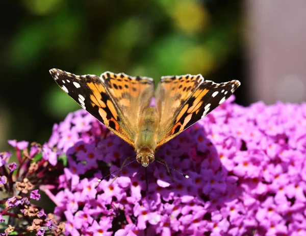 Petit papillon écaille de tortue — Photo