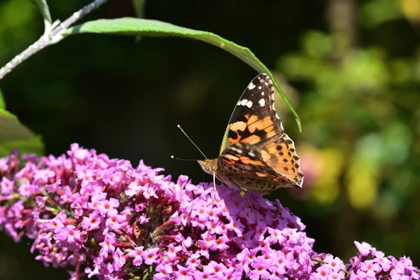 Petit papillon écaille de tortue — Photo