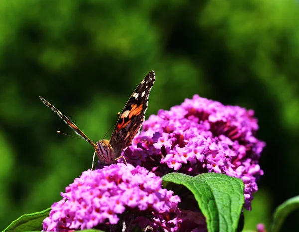 Кропив'янка метелик — стокове фото