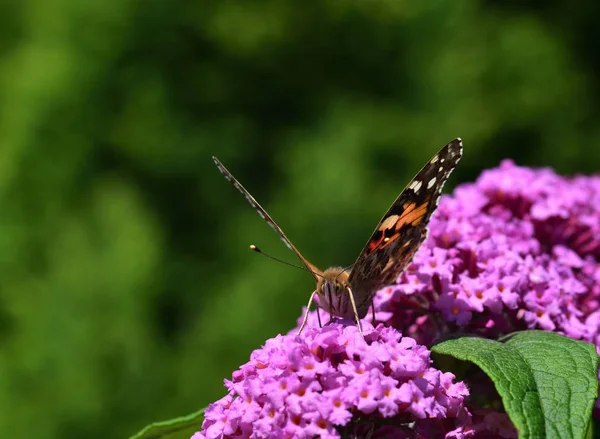 Petit papillon écaille de tortue — Photo