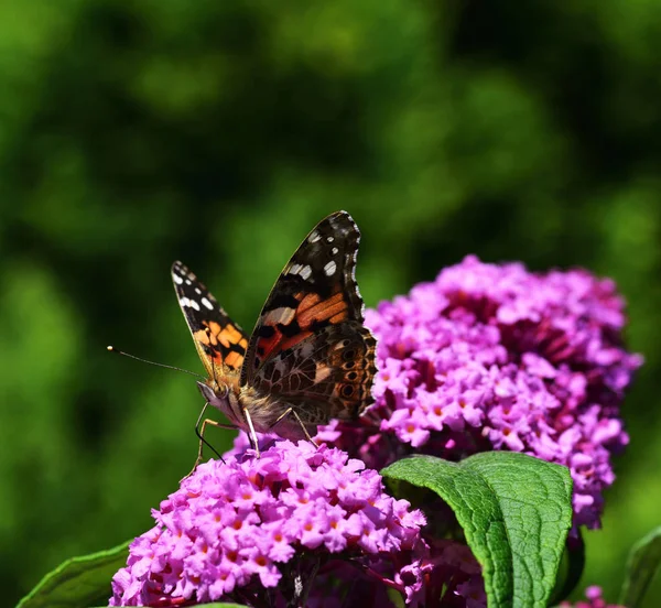 Petit papillon écaille de tortue — Photo