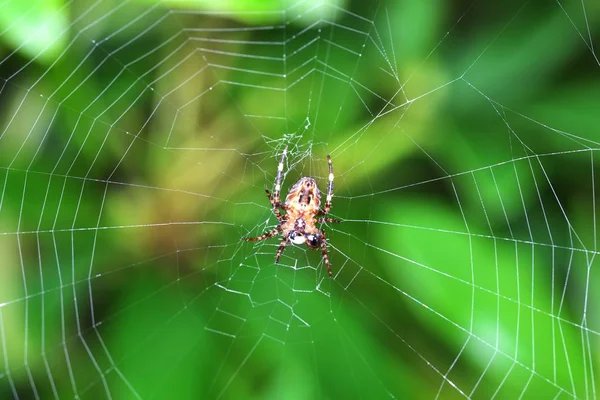 Araña de jardín en el jardín de otoño —  Fotos de Stock