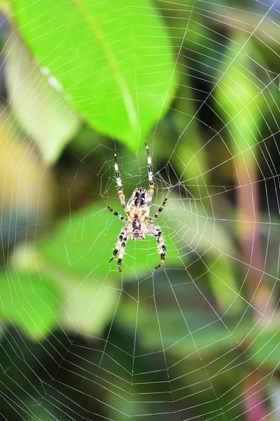 花园蜘蛛在秋园 — 图库照片