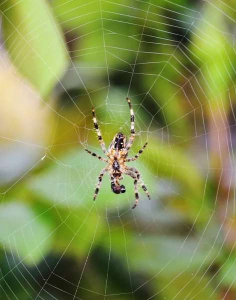 Aranha de jardim no jardim de outono — Fotografia de Stock