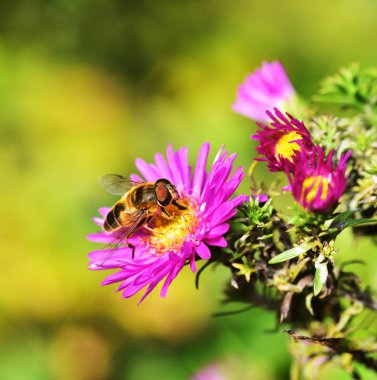 Eristalis tenax - Hover Fly