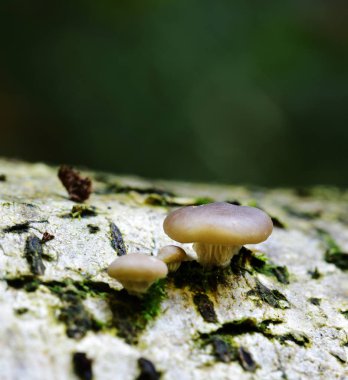 Sonbahar meyve mantar