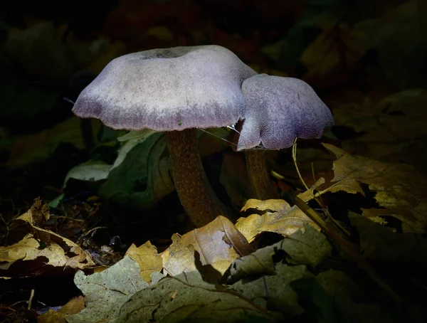 Champignons de fructification d'automne — Photo