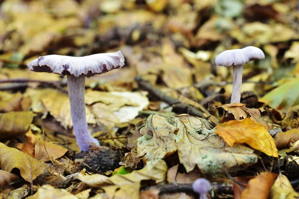 Herbstfruchtpilze — Stockfoto