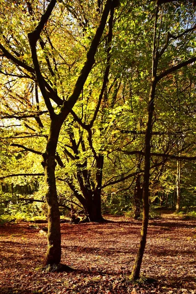 Feuilles tombées sur la piste — Photo