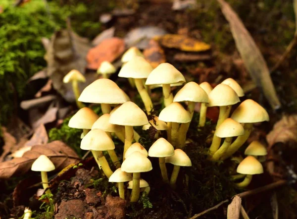 秋の結実菌 — ストック写真