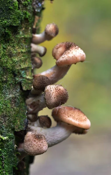 Осенние фруктовые грибы — стоковое фото