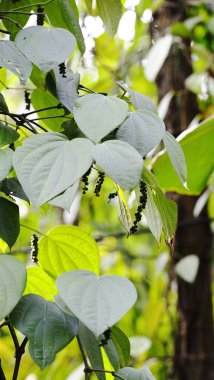 Vahşi biber dizeleri