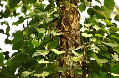 Vahşi biber dizeleri