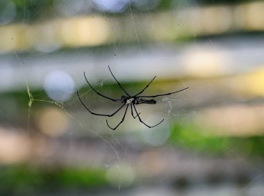 Kuzey altın Orb Weaver