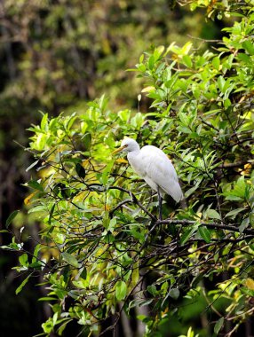 Doğu büyük ak balıkçıl