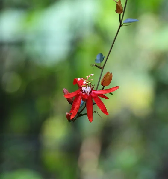 Red Passiflora in bloom — Stock Photo, Image