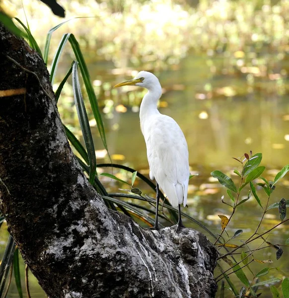 Great Egret oriental — Foto de Stock