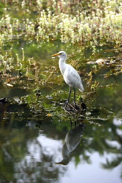Grande Egret orientale — Foto Stock