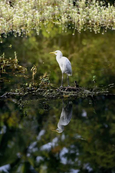 Grande aigrette de l'Est — Photo