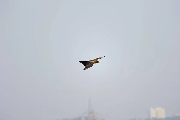 Soaring Golden Eagle — Stock Photo, Image